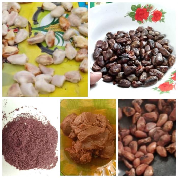 Manfaat biji Coklat 