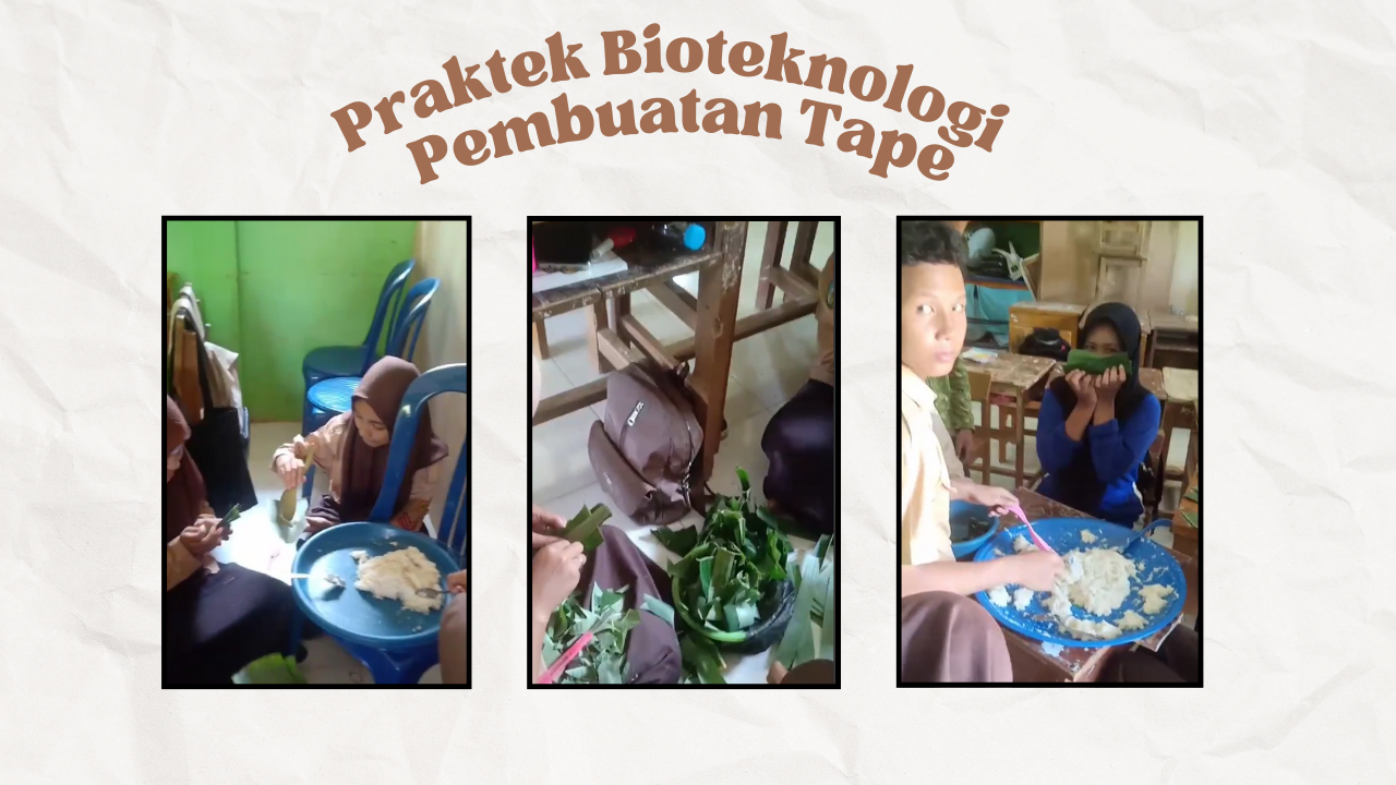 Siswa Kelas 9 MTsN 8 Batanghari Praktek Bioteknologi dengan Membuat Tape
