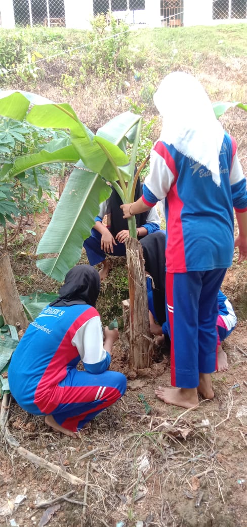 MTsN 8 Batanghari Hijaukan Lingkungan Sekolah dengan Menanam Pohon Pisang